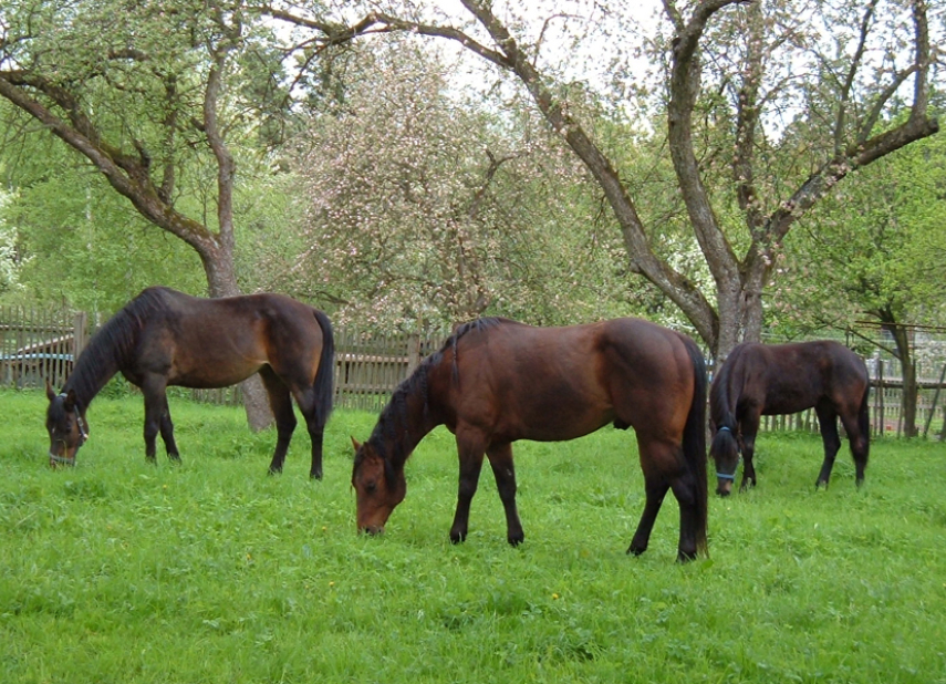 Highland Czech Ranch