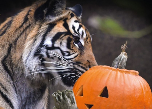 Lampionová procházka v Zoo Jihlava