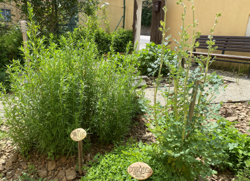 Bylinková zahrádka ve Špitále, Jaroměřice nad Rokytnou