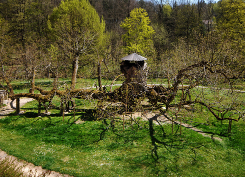 Památná lípa Kamenice nad Lipou