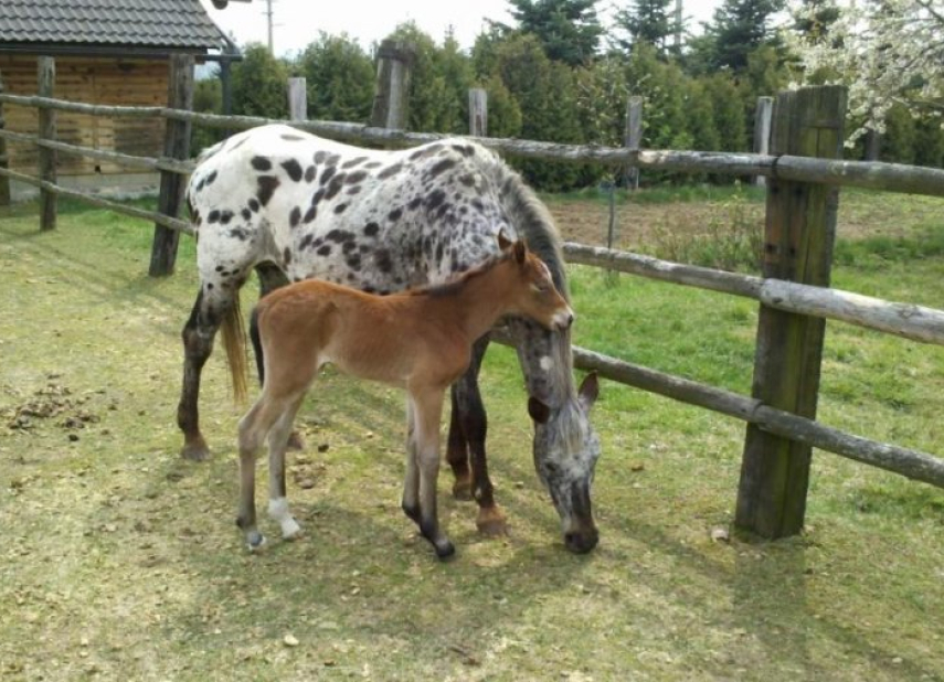 Appaloosa ranč