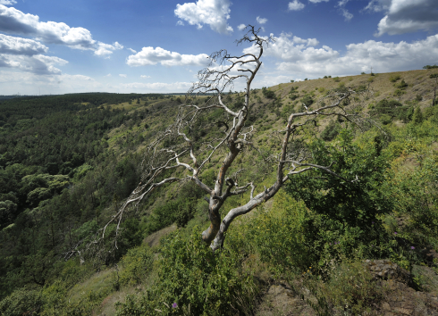 Nature trail Mohelenská hadcová step (Mohelno serpentine steppe)