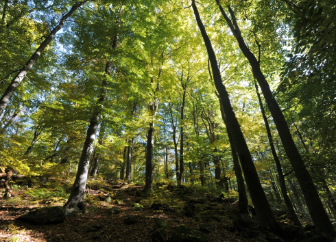 Pouští a pralesem – Chaloupky Kněžice